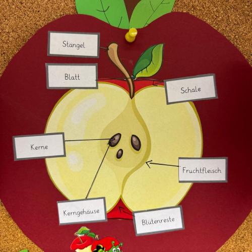 Lapbook Apfel