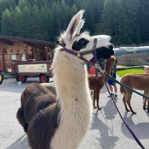 Lama